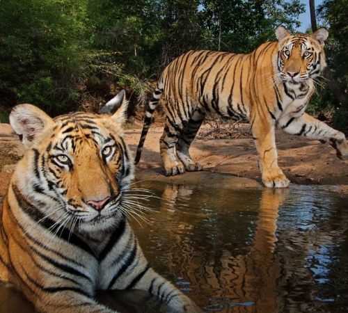 Sundarban Wildlife tour