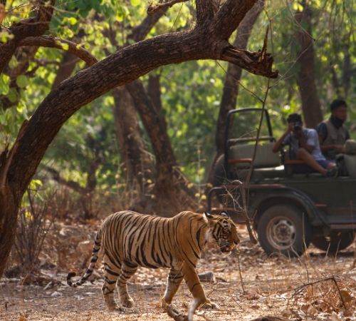 Ranthambore with Golden triangle
